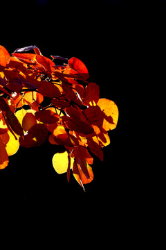 紅葉
