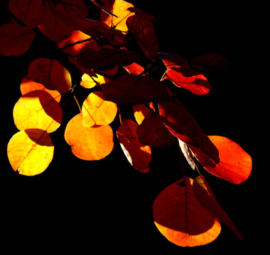 紅葉