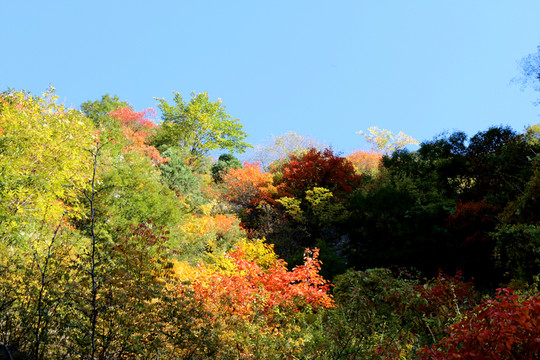 滿山紅葉