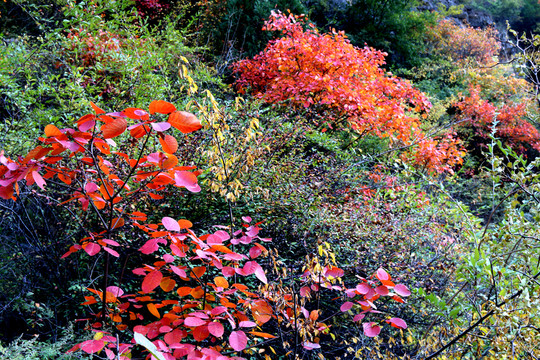 紅葉