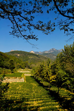泰山茶園