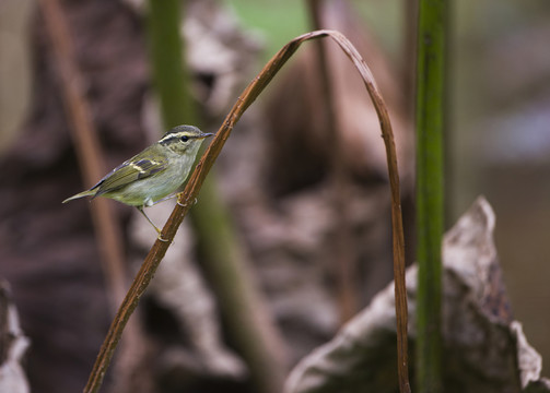黃腰柳鶯 鳥