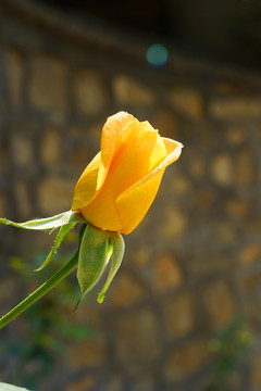 月季花