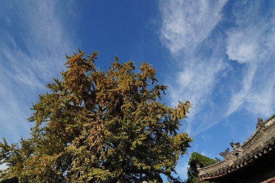 岱廟秋色