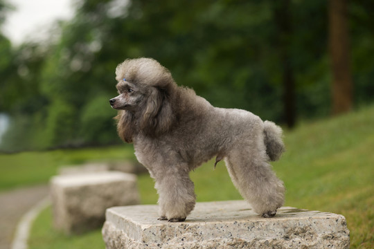 貴賓犬