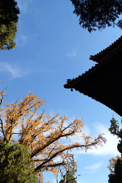 岱廟秋色
