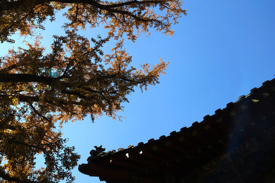 岱廟秋色