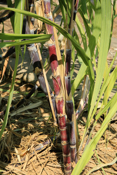 甘蔗 農(nóng)作物 種植 蔗田 經(jīng)濟(jì)