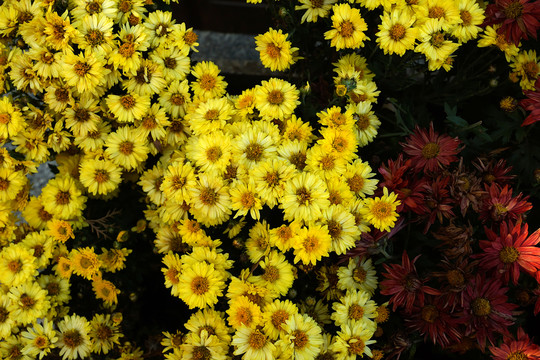 菊花