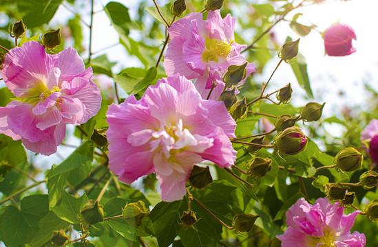木芙蓉