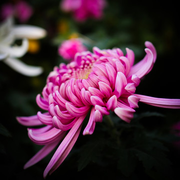 菊花