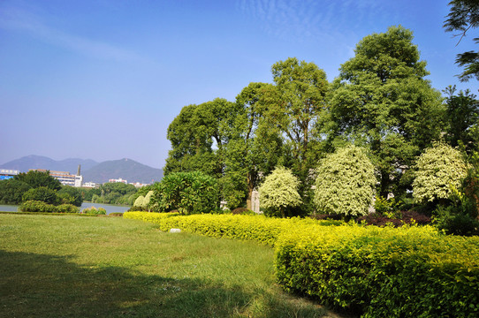 藍(lán)天下綠樹(shù)草地