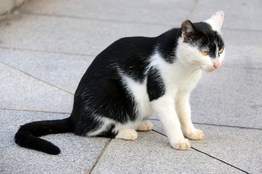 貓
