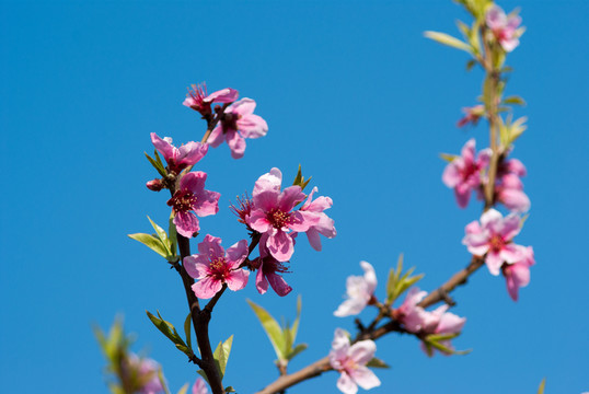 藍(lán)天桃花開