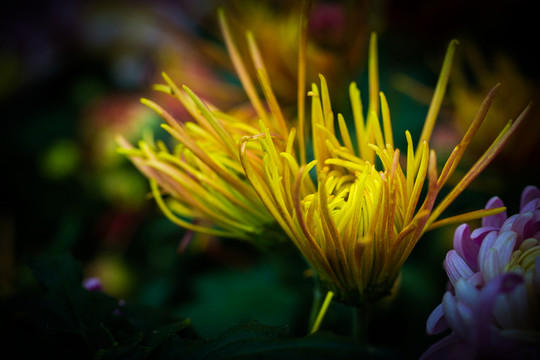 菊花