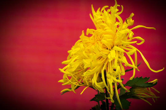菊花