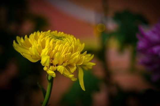 菊花