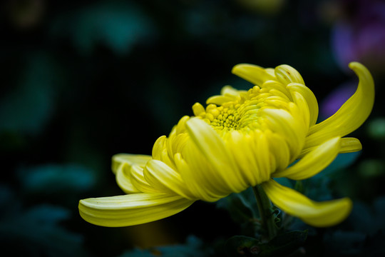 菊花