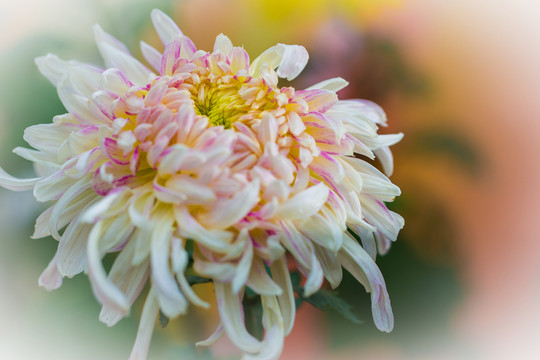 菊花