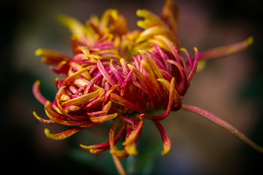 菊花