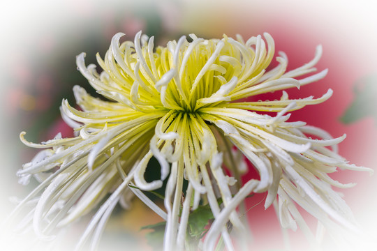 菊花