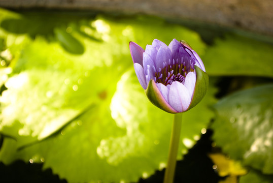 蓮花