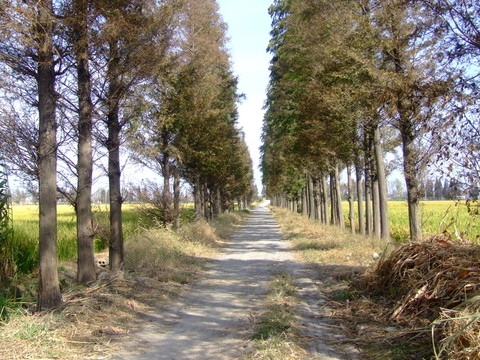 鄉(xiāng)村小路  鄉(xiāng)村小道
