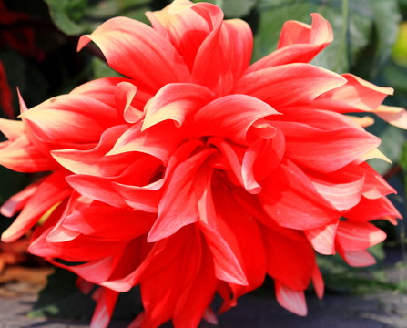 花