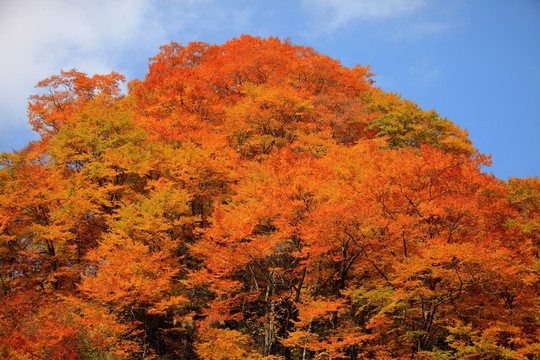 金秋 紅葉 森林 植被