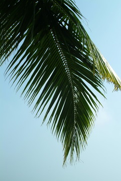椰葉