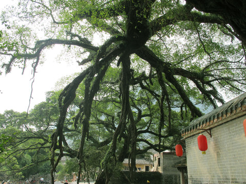 榕樹(shù)