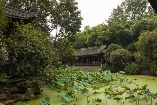 成都武侯祠園林荷塘景
