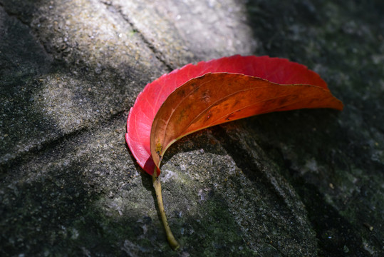 紅葉 落葉