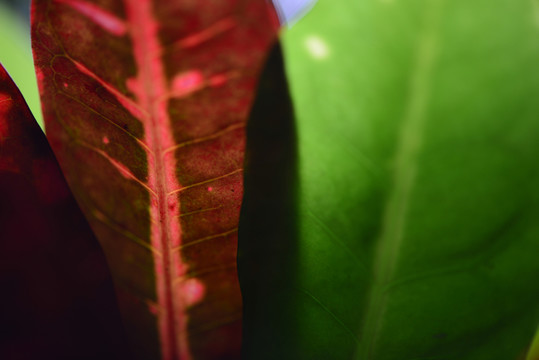 變色月桂葉子
