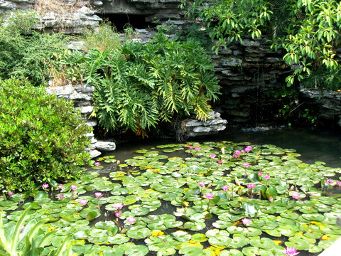 蓮花池