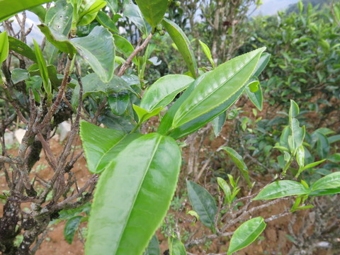 茶葉