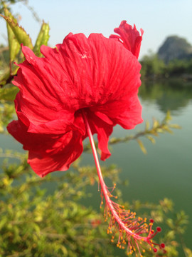 扶桑花