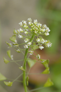 薺菜