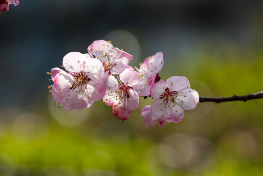 春天的桃花