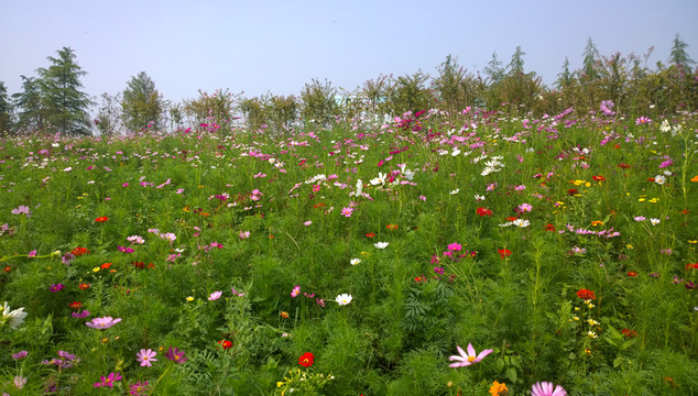 盛開的花園