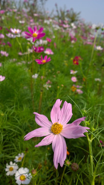 盛開(kāi)的鮮花