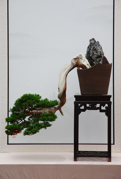 松柏盆景