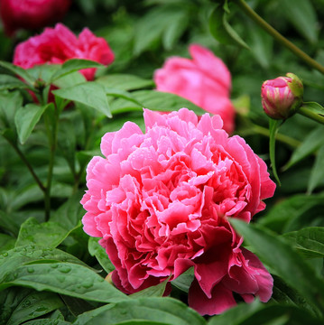 芍藥花