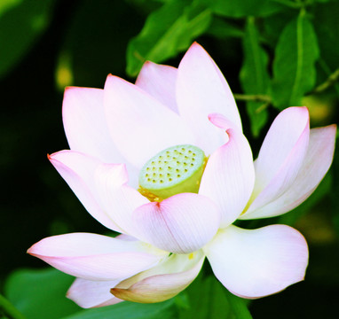 荷花