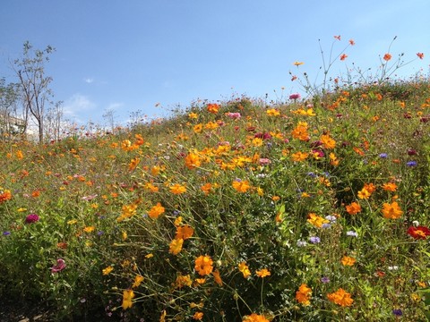 開(kāi)滿鮮花的山坡