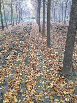 秋天的樹林
