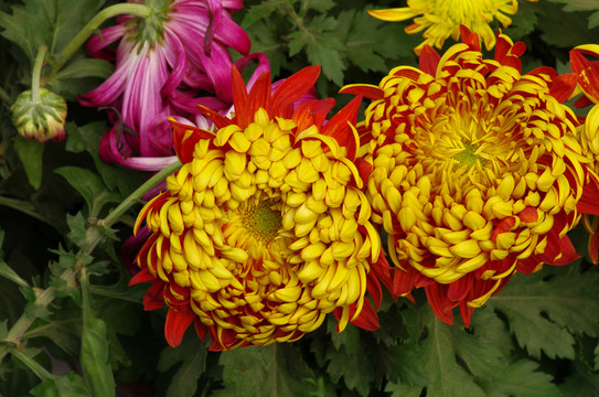 菊花