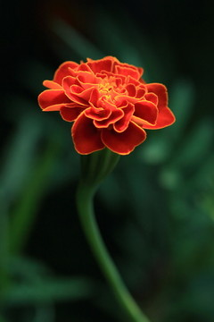 雛菊