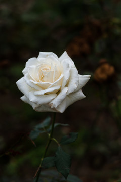月季花