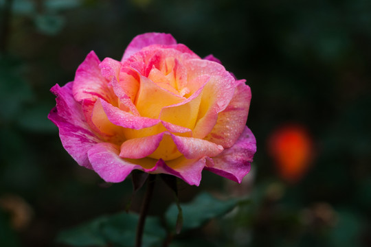 月季花